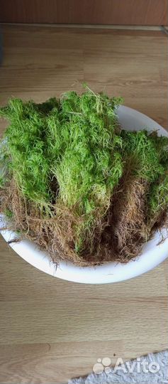 Живой свежий мох сфагнум