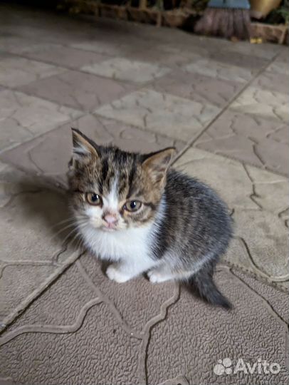 Кошки бесплатно