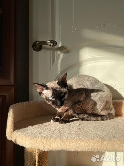 Сфинкс девочка в добрые руки