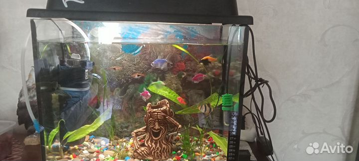 Аквариум с рыбками