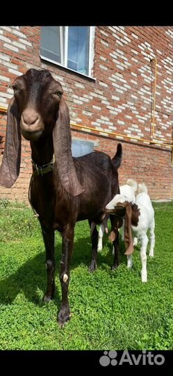 Козлята камори