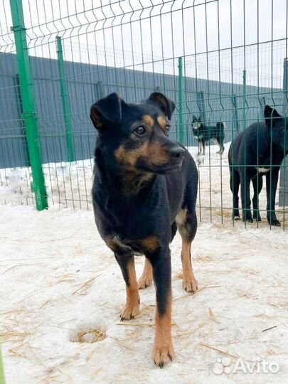 Собака девочка