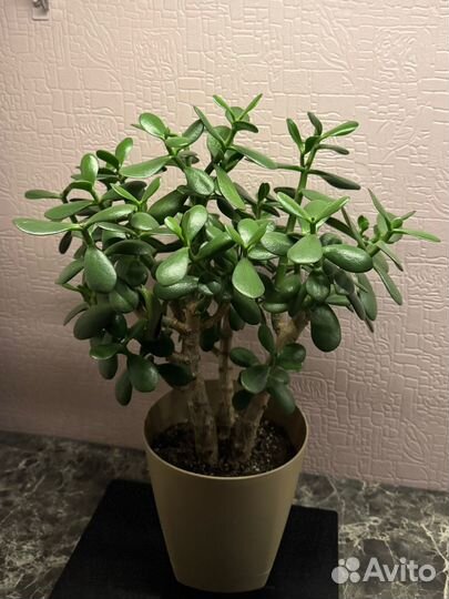 Денежное дерево толстянка крассула