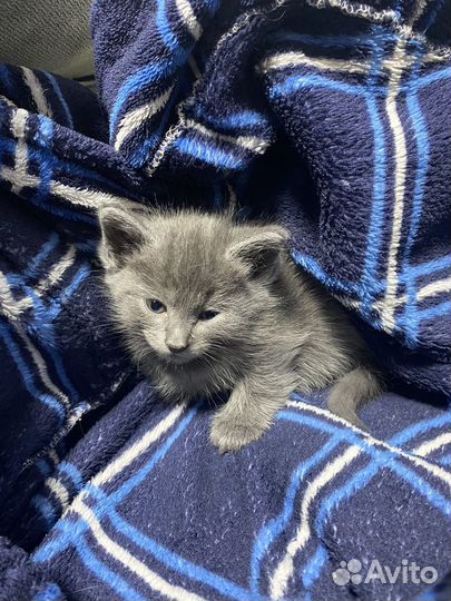 Отдам в добрые руки котят