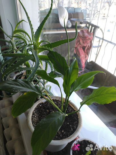 Комнатные цветы