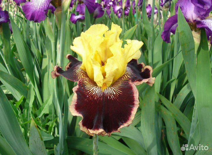 Ирисы - многолетние