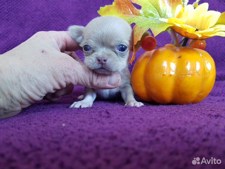 Щенки мини чихуа девочки