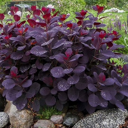 Скумпия кожевенная Роял Перпл