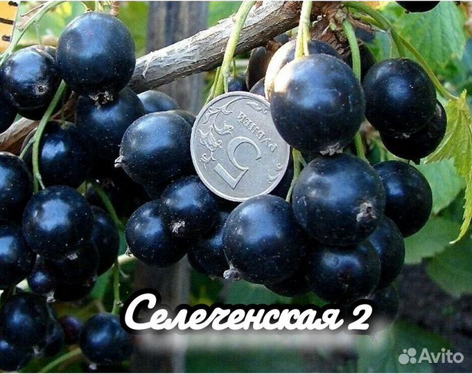 Смородина красная и черная