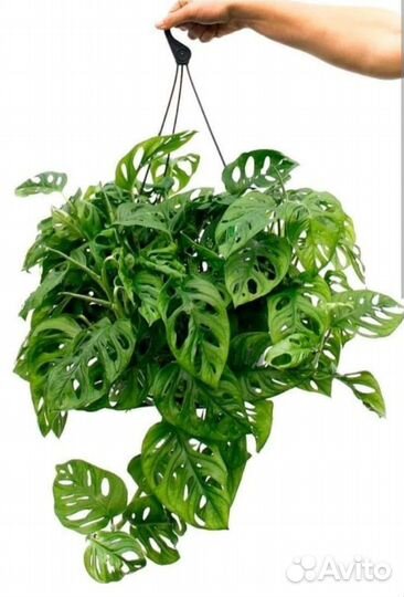 Монстера манки