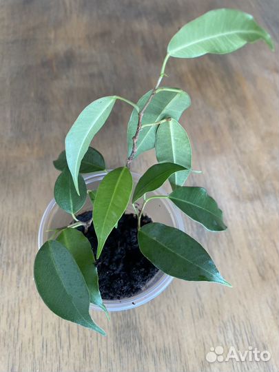 Фикус бенджамина пестролистный