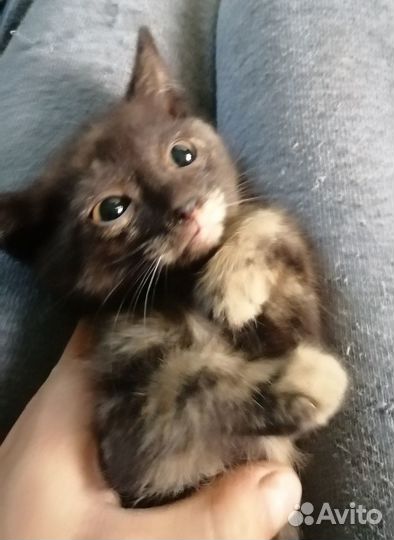 Отдам котят