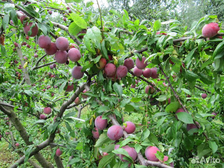 Саженцы плодовых деревьев и кустарников