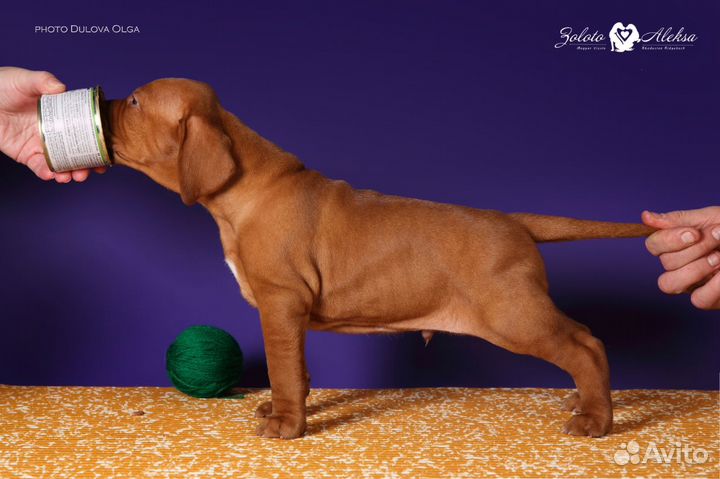 Щенки венгерская выжла, питомник