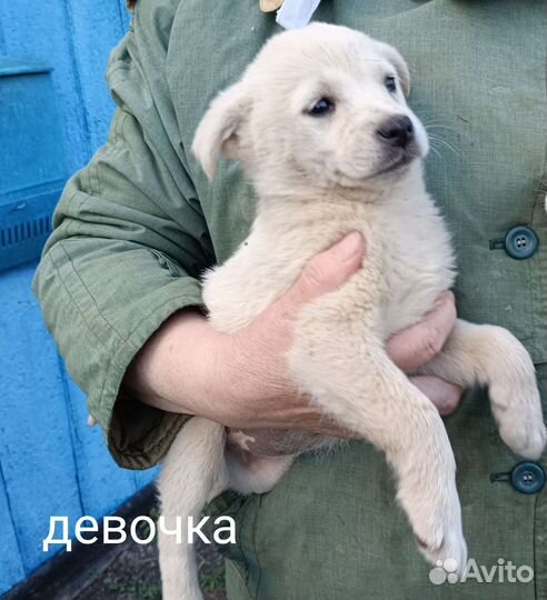 Щенки в добрые руки