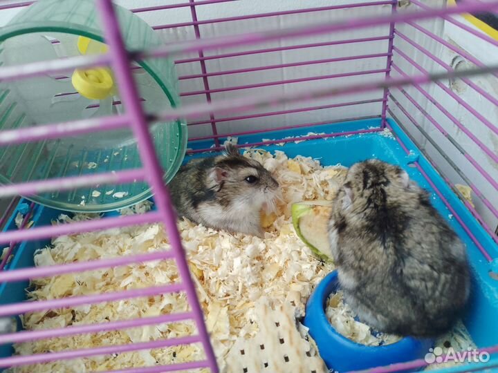 Джунгарский хомяк с клеткой