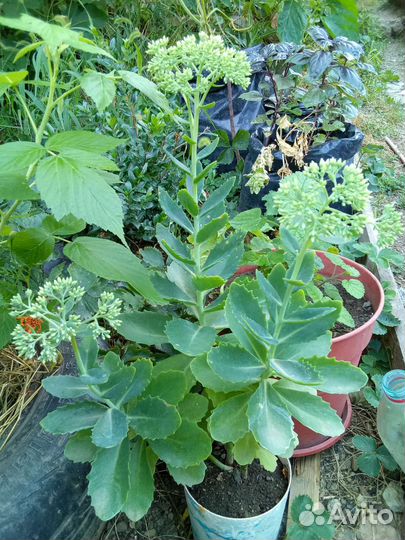 Очиток видный