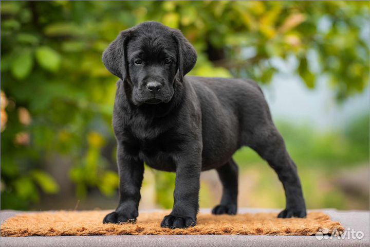 Лабрадор ретривер щенки
