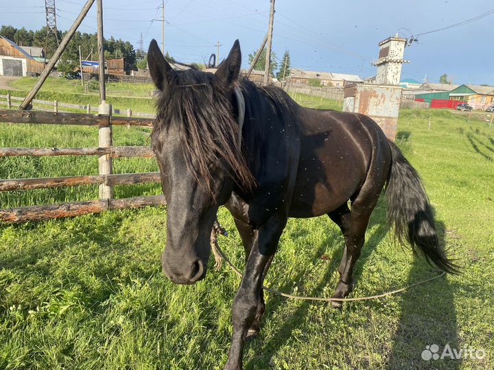 Продам коней