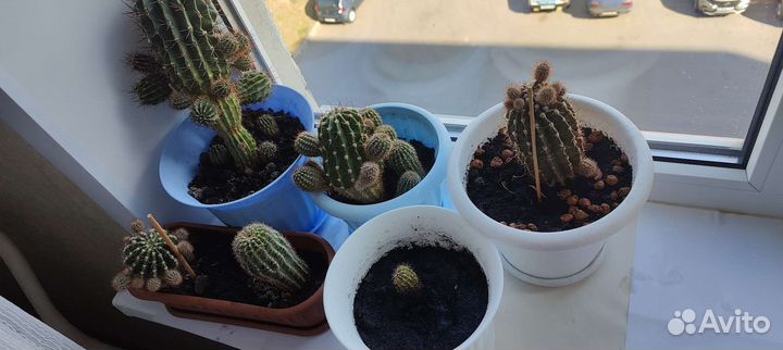 Кактус/комнатные растения