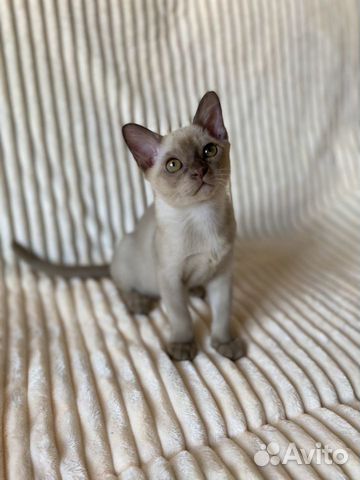 Бурманский котенок объявление продам