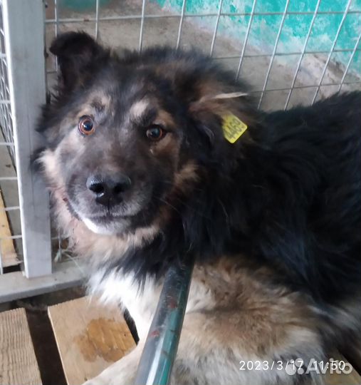 Песик ищет хозяев