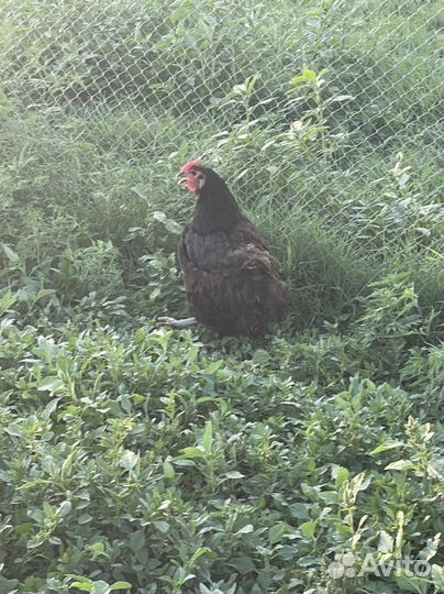 Куры джерсийский гигант