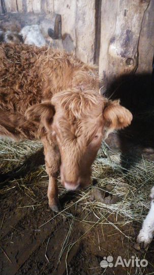 Телята телочки