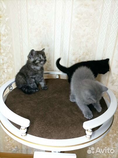 Британец-шотландка