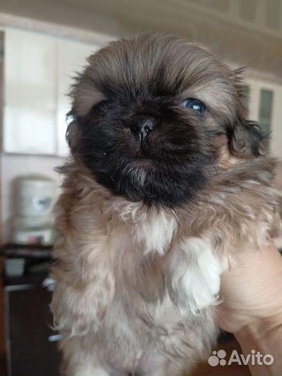 Щенки пекинеса