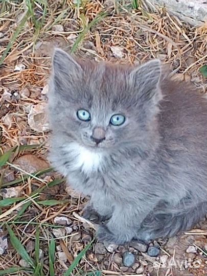 Особенная кошечка