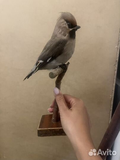 Чучело птицы