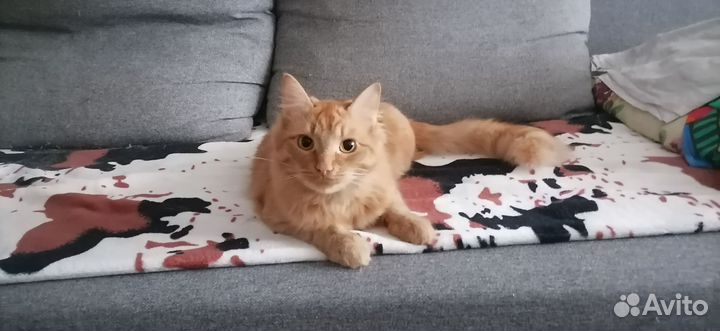 Отдам кота в добрые руки