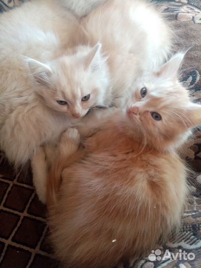 Отдадим котят