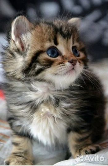 Красивые котята в добрые руки