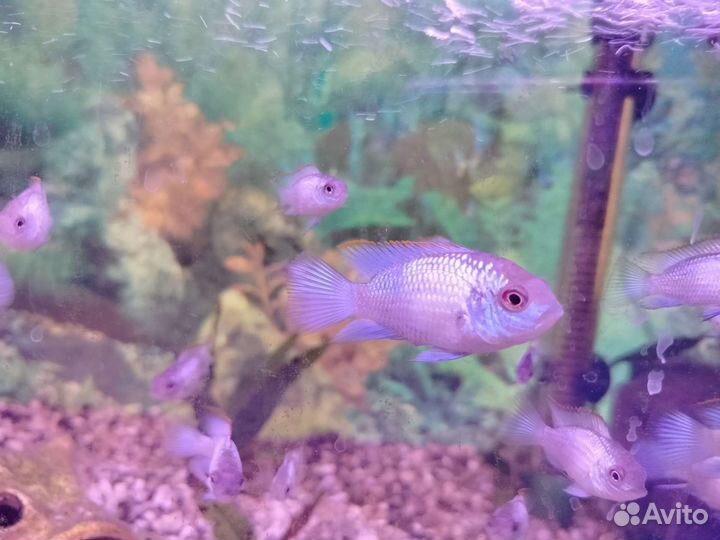 Аквариумные рыбки