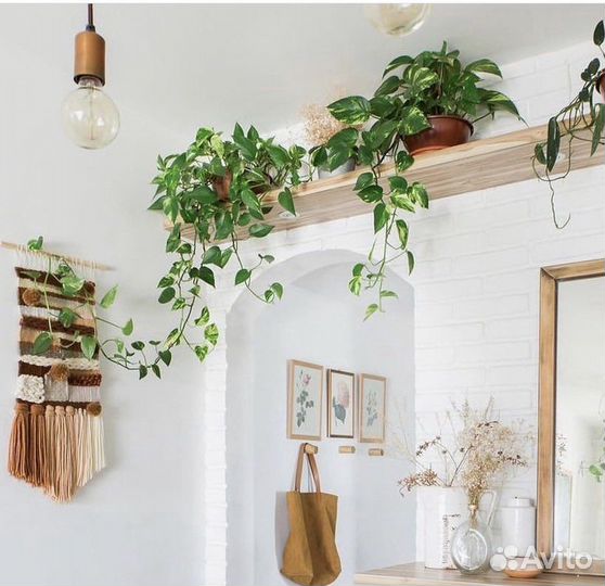 Сциндапсус эпипремнум