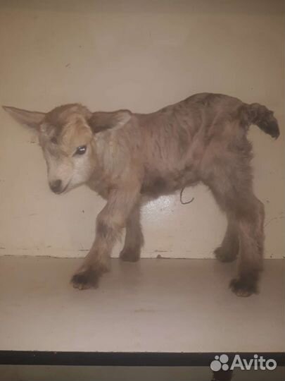 Навоз в мешках