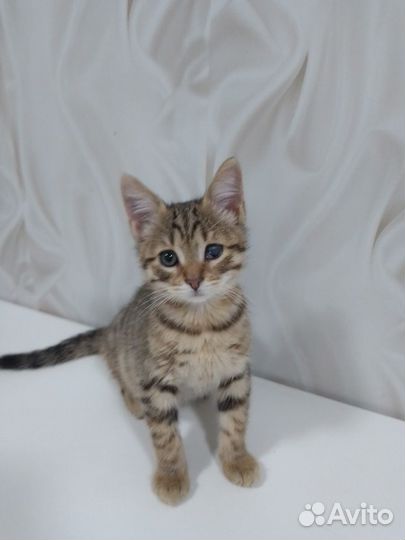 4 котенка-тигренка в дар (Доставка)