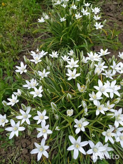 Птицемлечник