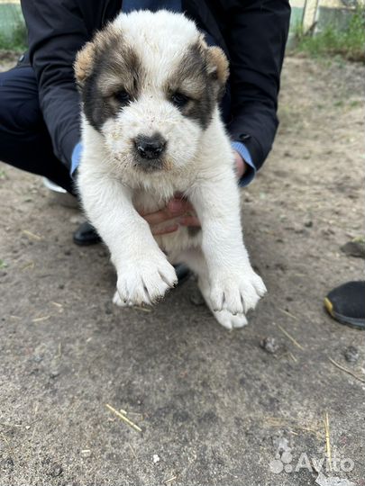 Среднеазиатская овчарка алабай щенки