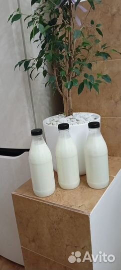 Молоко домашнее, сыр, творог, сметана