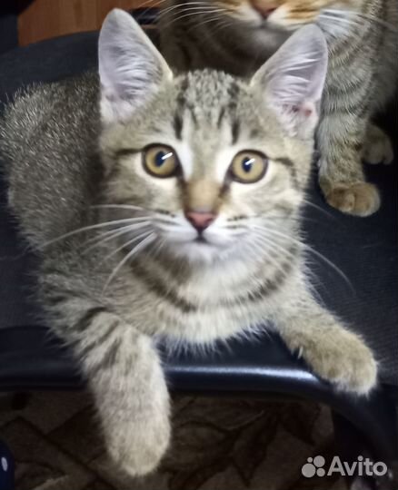 Пристрою кошечку