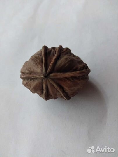 Шестидольный грецкий орех коллекционный