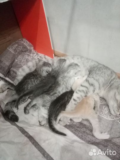 Британские котята