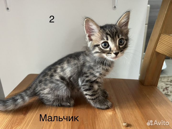 Бенгальские котята