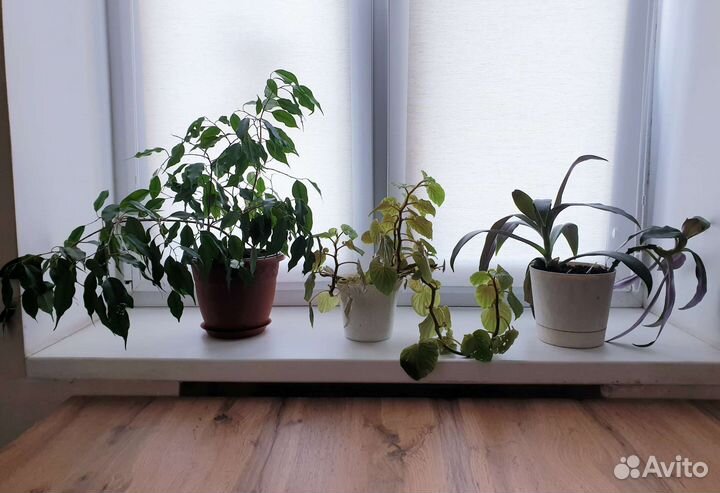 Комнатные цветы и горшки