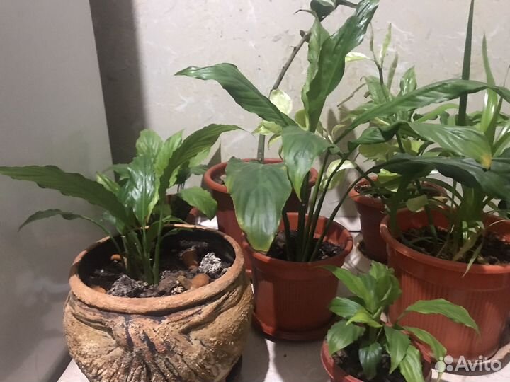 Домашние цветы