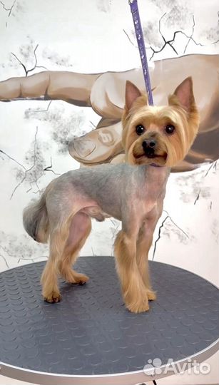 Грумер. Стрижка собак. Стрижка кошек. Груминг