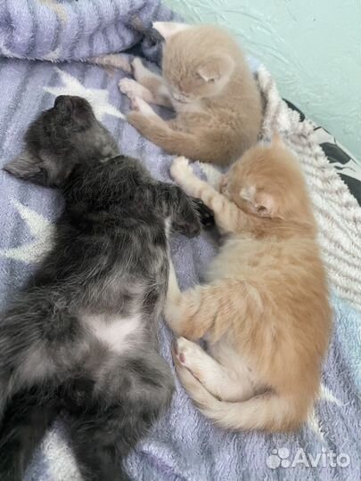 Котята в добрые руки